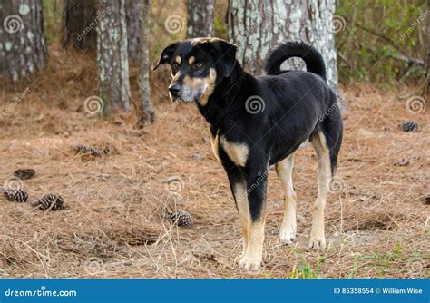 猎犬牧羊人cattledog被混合的品种狗 库存照片 图片 包括有 英镑 小狗 蓝色 狗窝 人道 85358554