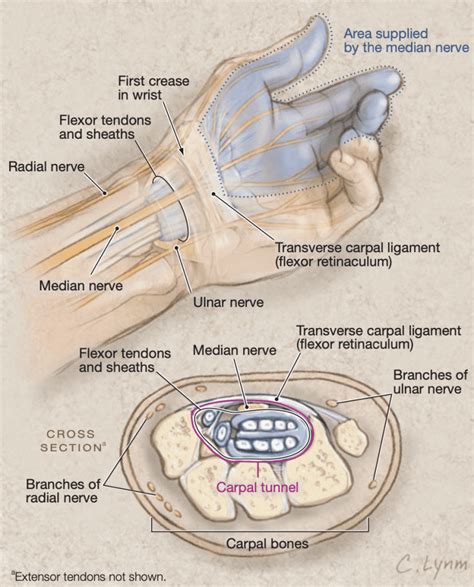 Evidence Based Physical Exam Carpal Tunnel Syndrome Brown Med Peds