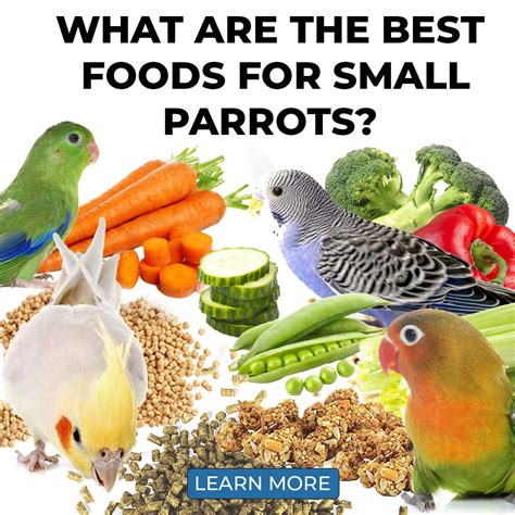 What Are The Best Foods For Small Parrots Parrot Essentials