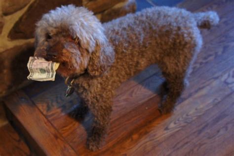 Will Act Cute For Cash Pictures Of Cute Dogs With Money Popsugar