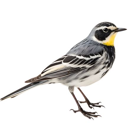 Beautiful Yellow Wagtails Bird On Transparent Background Ai Generated