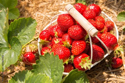 Erdbeeren Selber Pfl Cken Stock Foto Adobe Stock