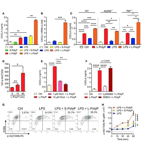 Polyphosphates Regulate Cxcl Through Pi K Akt Signaling In