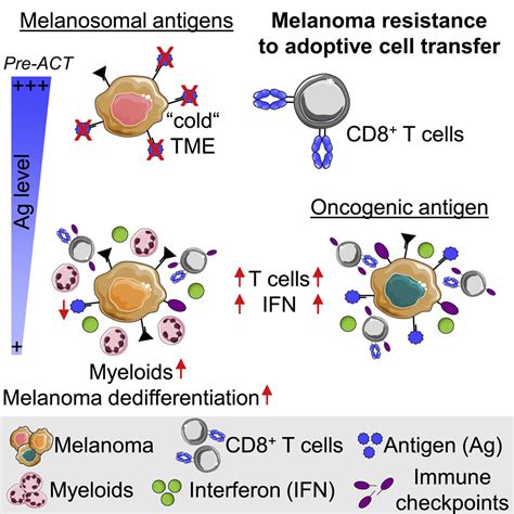 Adoptive T Cell Therapy Targeting Different Gene Products Reveals