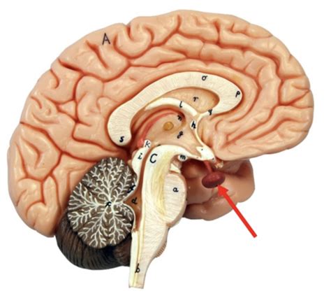 Gross Anat Of Endocrine System Flashcards Quizlet