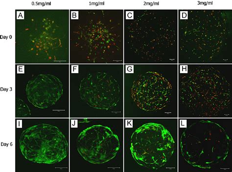 Confocal Microscope Images Showing The Dual Fluorescence Staining Of