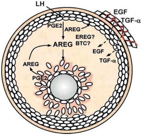 Epidermal Growth Factor Egf Like Growth Factors In The Human