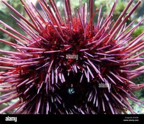 Detail Of A Red Sea Urchin Stock Photo Alamy