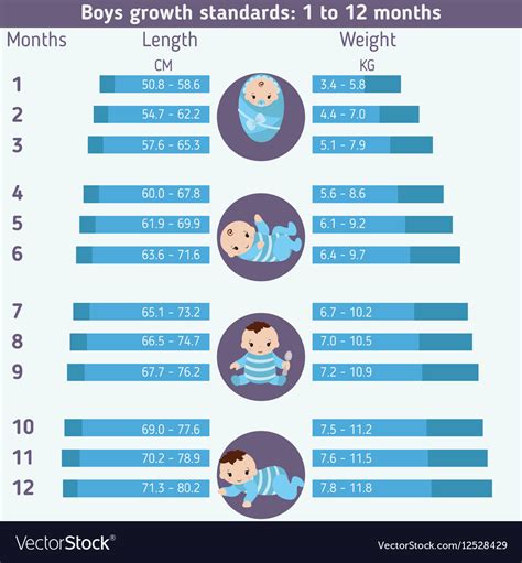 Child Development Infographics Royalty Free Vector Image