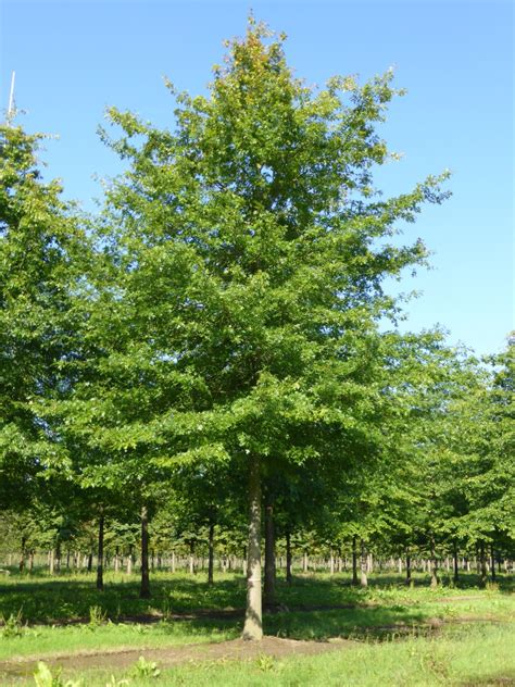 Quercus Palustris Moeraseik Van Den Berk Boomkwekerijen