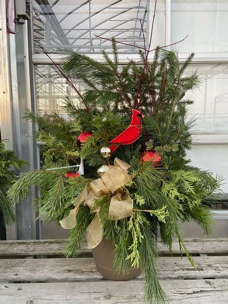 Christmas Plants Brantford Walter S Greenhouses And Garden Centre