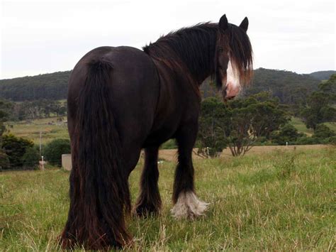 The Black Teddy Mare Surrey Springs Gypsy Cobs Australia