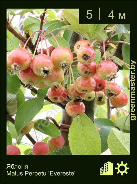 Яблоня декоративная, Malus