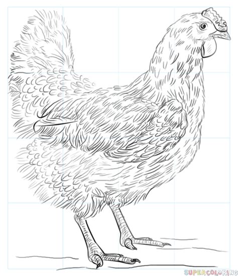 Comment Dessiner Un Poulet Tuto Dessin Etape Par Etape