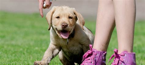 Puppy Training - The Complete Guide (7 Easy Parts!)