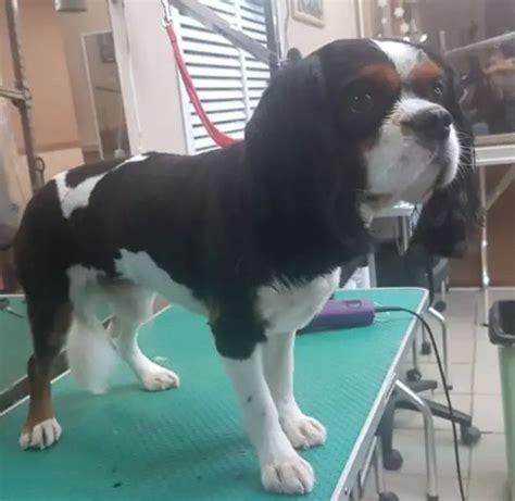 Best Cavalier King Charles Spaniel Haircuts The Paws King