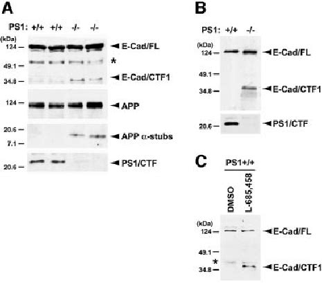 A Ps Mediated G Secretase Activity Controls E Cadherin Processing