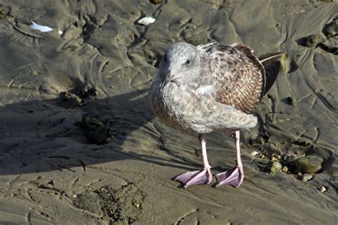 Baby Seagull Free Stock Photo - Public Domain Pictures