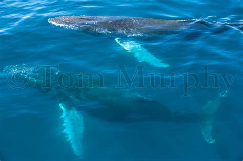 Humpback Whales – Tom Murphy Photography