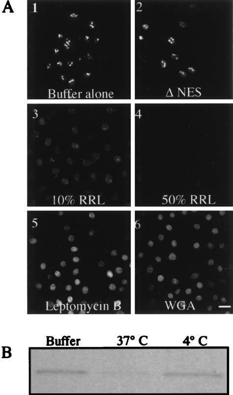 Reconstitution Of HIV 1 Rev Nuclear Export Independent Requirements