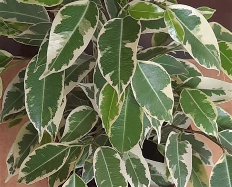 Ответы Mail: Почему фикус бенджамина на солнце растит большие лапушиные ...