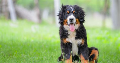 Bernese Mountain Dog Breed Information | ManyPets | ManyPets