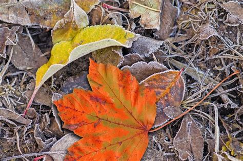 Premium Photo Colorful Backround Of Fallen Autumn Leaves Falling