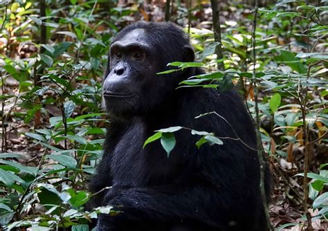 6 Days Rwanda Primate Tracking Tour Verdant Safaris