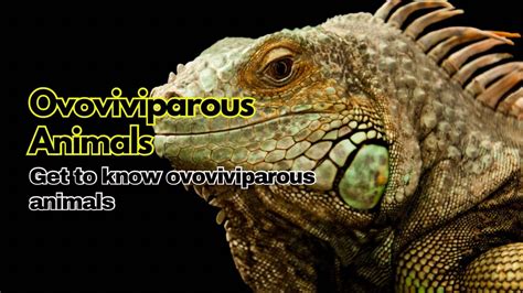 Ovoviviparous Animals