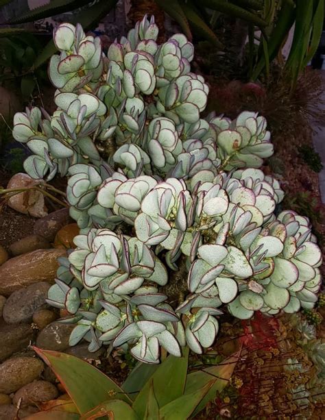 Plantfiles Pictures Crassula Species Silver Jade Silver Dollar Plant Beestebul Chinese Jade