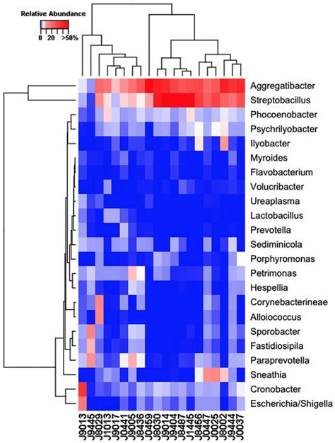 Genus Level Composition Among Ewe Vaginal Microbiota Heat Map