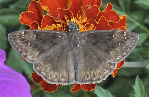 Horace S Duskywing Erynnis Horatius BugGuide Net