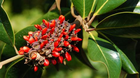 The Trick To Growing A Gorgeous Magnolia Tree From Seed