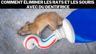 Comment Faire Fuir Les Rats Avec Une Bouteille En Plastique