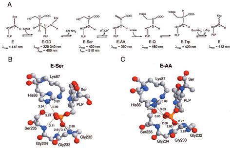 Intermediates In The Reaction Of The Tryptophan Synthase Complex