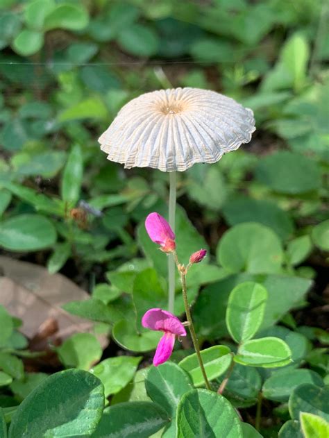 Florida Mushrooms – Alice's WanderLand