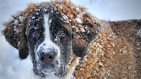 Hypothermia in Dogs: What Happens in a Dog's Body with Hypothermia?