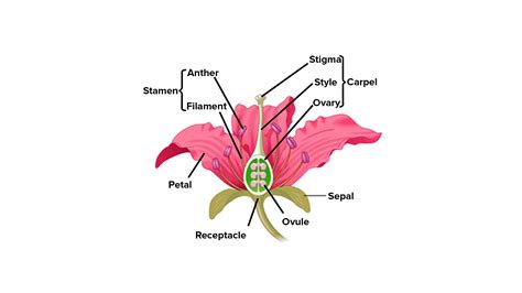 The Whorl That Contains The Male Reproductive Parts Is Called The