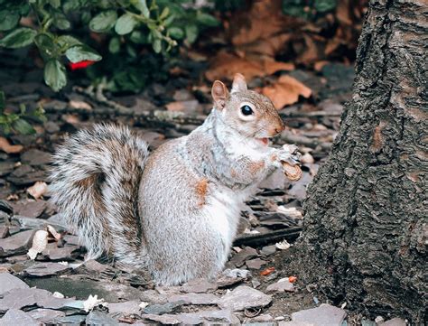 Skippy Foto & Bild | tiere, wildlife, säugetiere Bilder auf fotocommunity