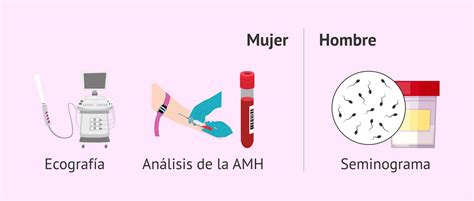 Qu Significa Ser F Rtil Y Qu Factores Influyen En La Fertilidad