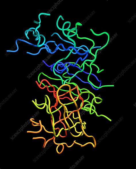 Pepsin molecule - Stock Image - A605/0155 - Science Photo Library