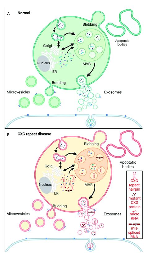 Schematic Representation Of Extracellular Vesicle Biogenesis Under