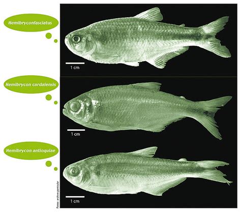 Hallan Tres Nuevas Especies De Peces En Las Quebradas Del Oriente