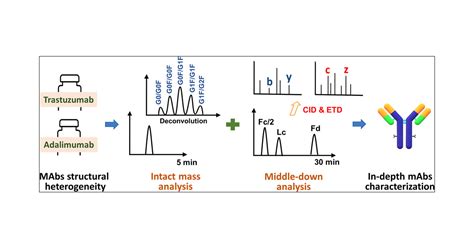 Integrating Intact Mass Analysis And Middle Down Mass Spectrometry Approaches To Effectively