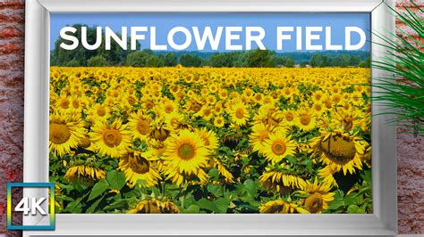 Sunflower Field - 4k Wallpaper + Relaxing Summer Sounds - Peaceful ...