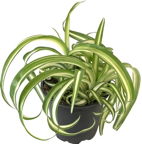 Hawaiian Spider Plant Chlorophytum Comosum Hawaii Canopi Plants