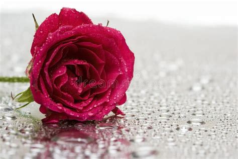 Red rose with water drops stock image. Image of country - 4073733