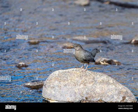 Small Dipper Cinclidae Perched On A Rock In The Water Stock Photo Alamy