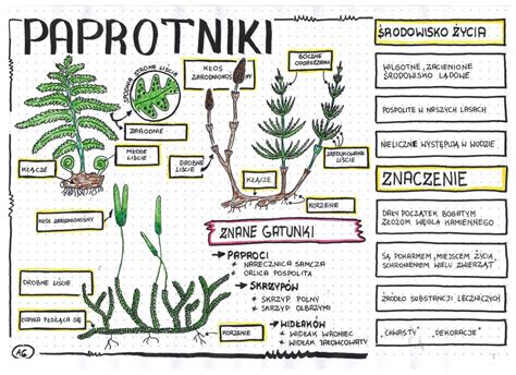 Paprotniki Klasa Kolorowa Sketchnotka Z Oty Nauczyciel