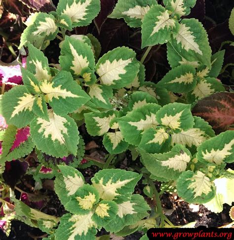 Coleus How To Grow And Care